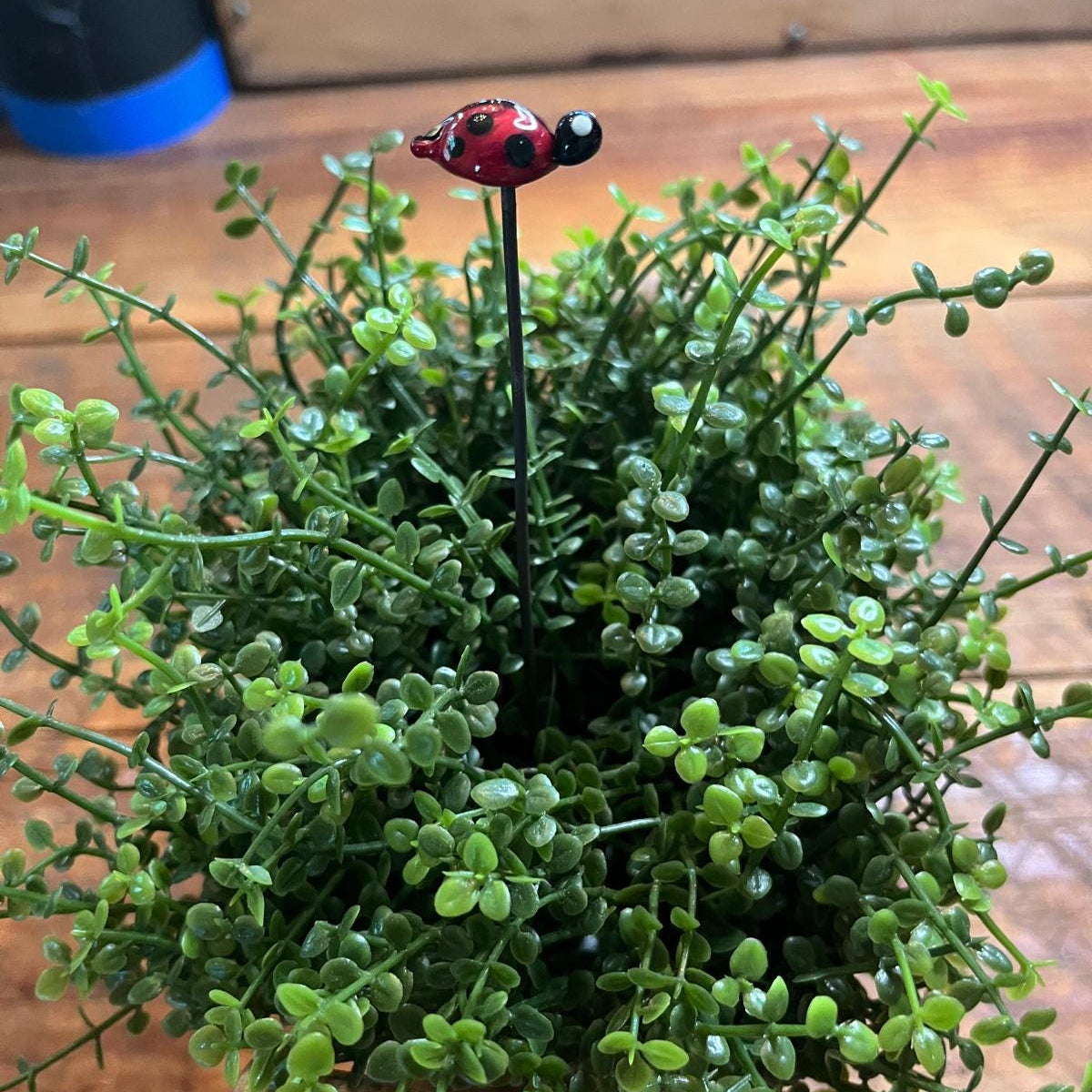A small potted green succulent or ornamental plant with dense trailing foliage, placed on a wooden surface. A decorative red ladybug stake or ornament is inserted near the center of the plant.