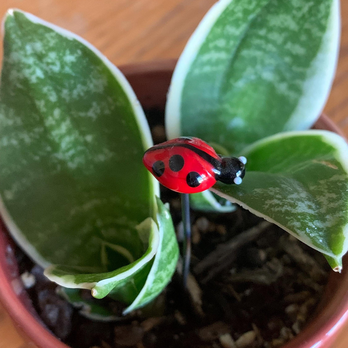 A small red ladybug garden stake with black spots is inserted into the soil of a potted snake plant with green variegated leaves in a terracotta pot.