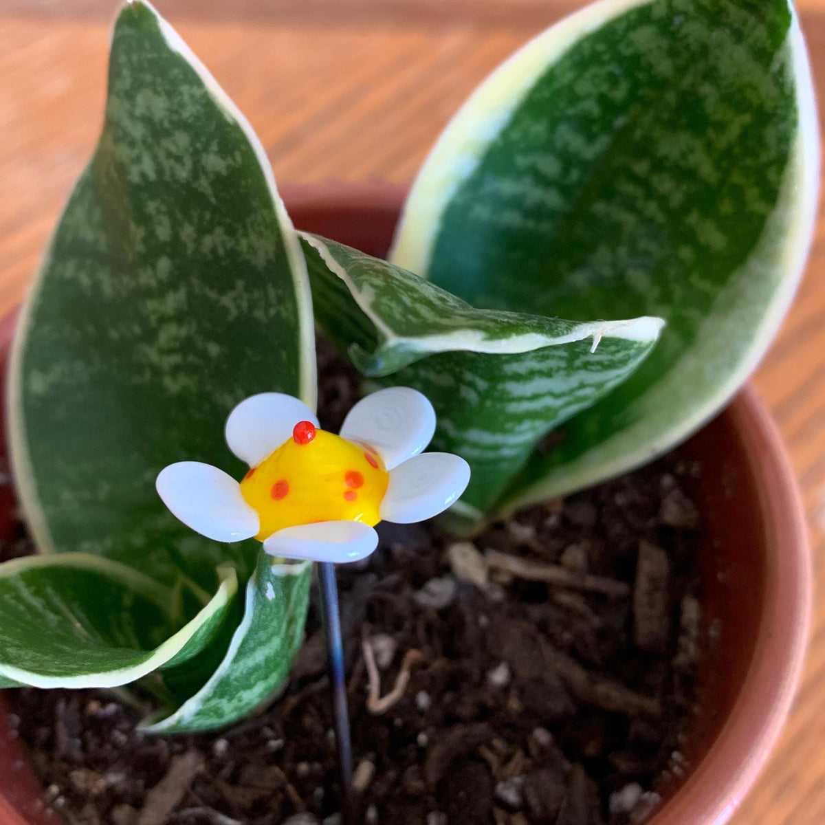 A small decorative flower stake with white petals, a yellow center, and red details, planted in a brown pot with a snake plant on a wooden surface.