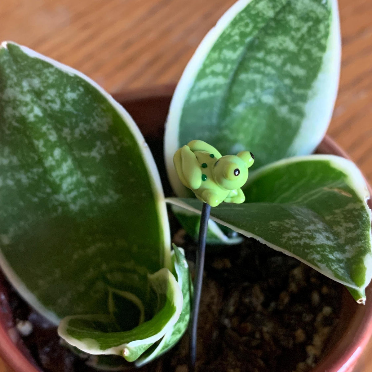 A potted snake plant with variegated green and cream leaves, shown in a terracotta-colored pot on a wooden surface. A small green frog figurine is placed on a stake in the center of the plant.