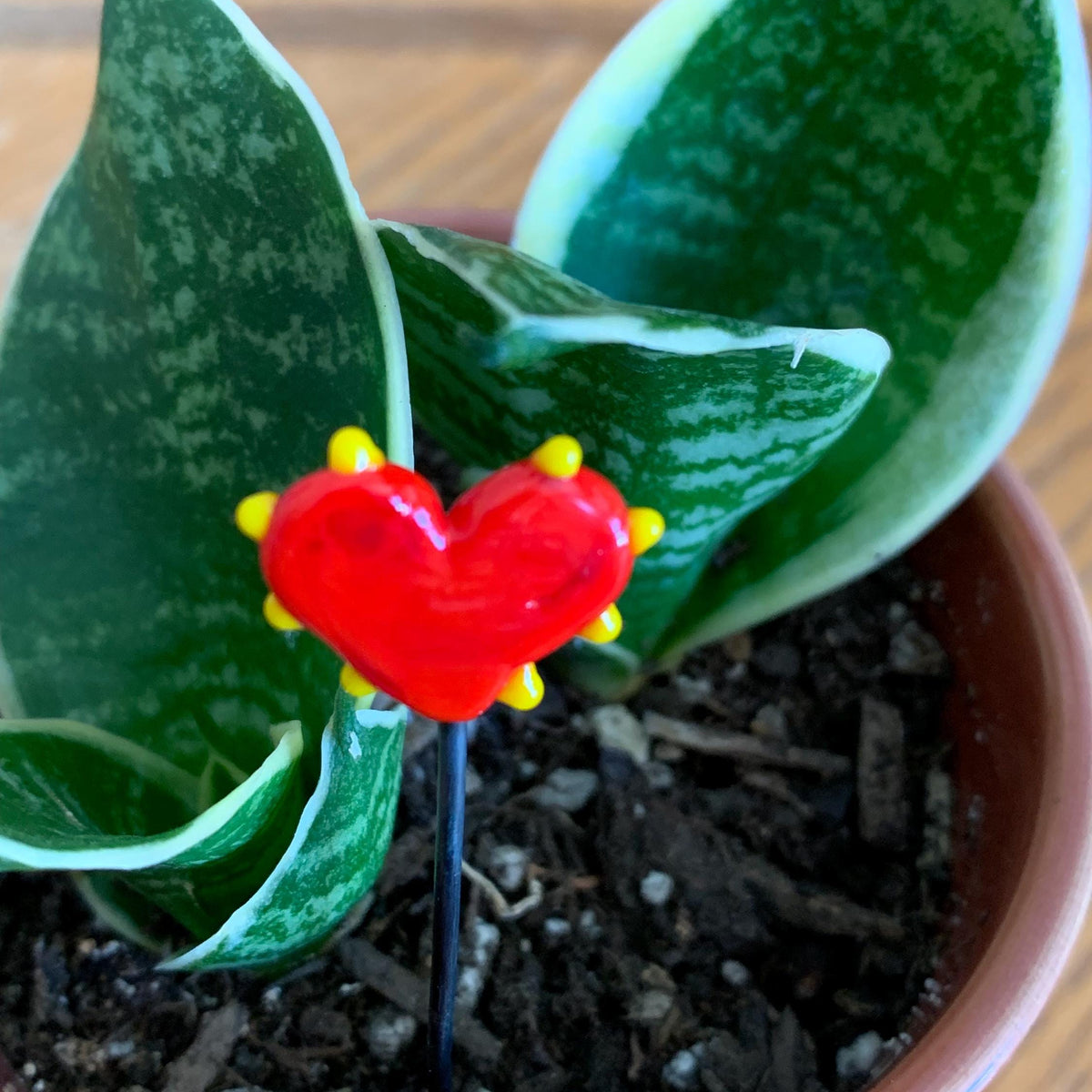 A small potted snake plant with green variegated leaves in a terracotta pot, featuring a small red heart-shaped flower stake with yellow accents in the center.