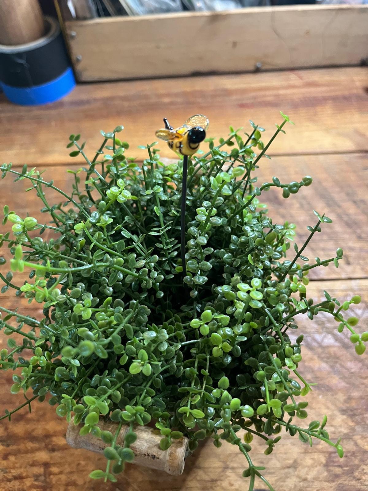 A small potted green succulent or ornamental plant with dense trailing foliage, featuring a yellow and black bee decoration on a thin stake, set on a wooden tabletop.
