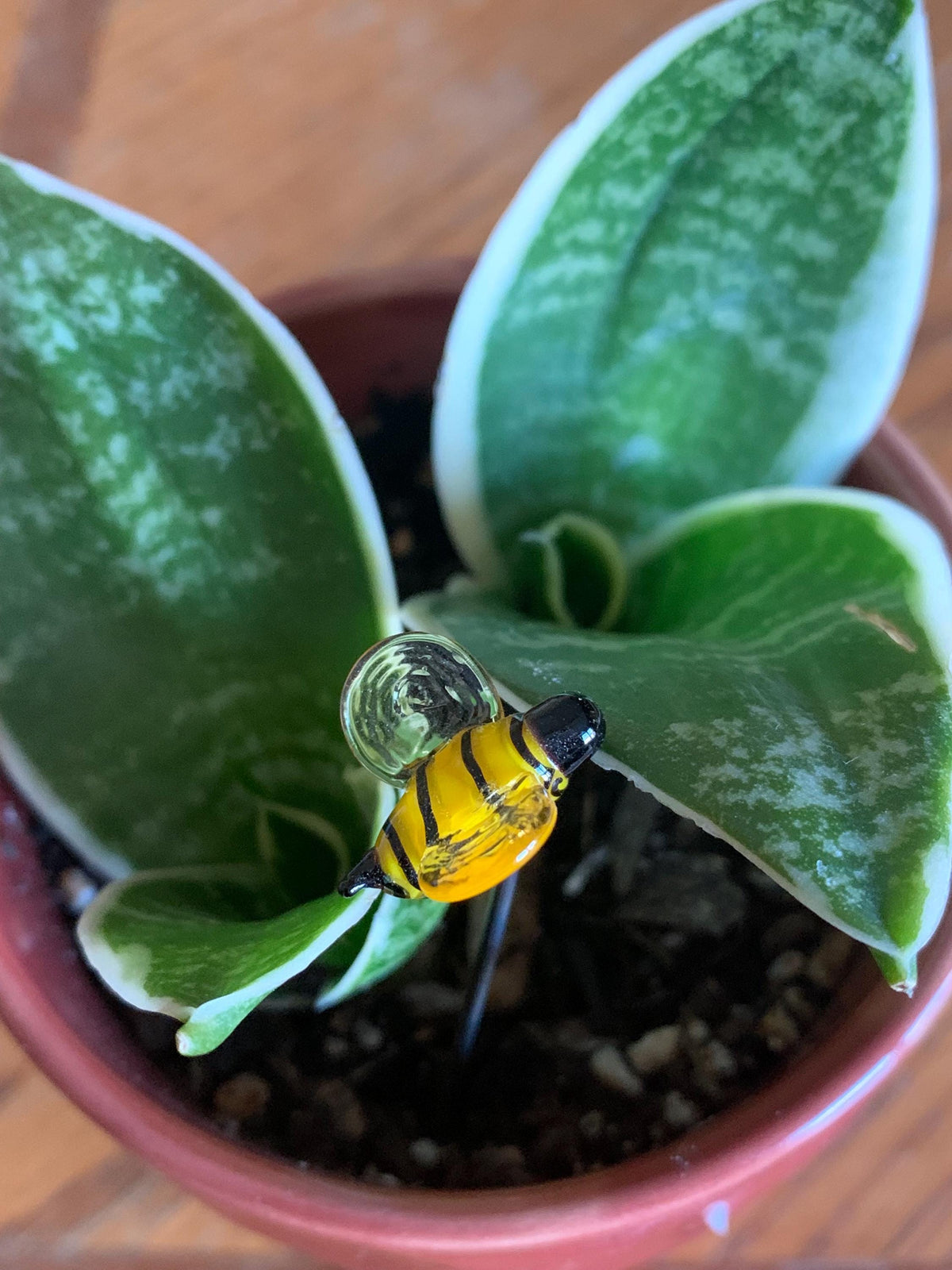 A small yellow and black striped bee figurine with a clear glass body, placed on the soil between green variegated snake plant leaves in a terracotta pot.
