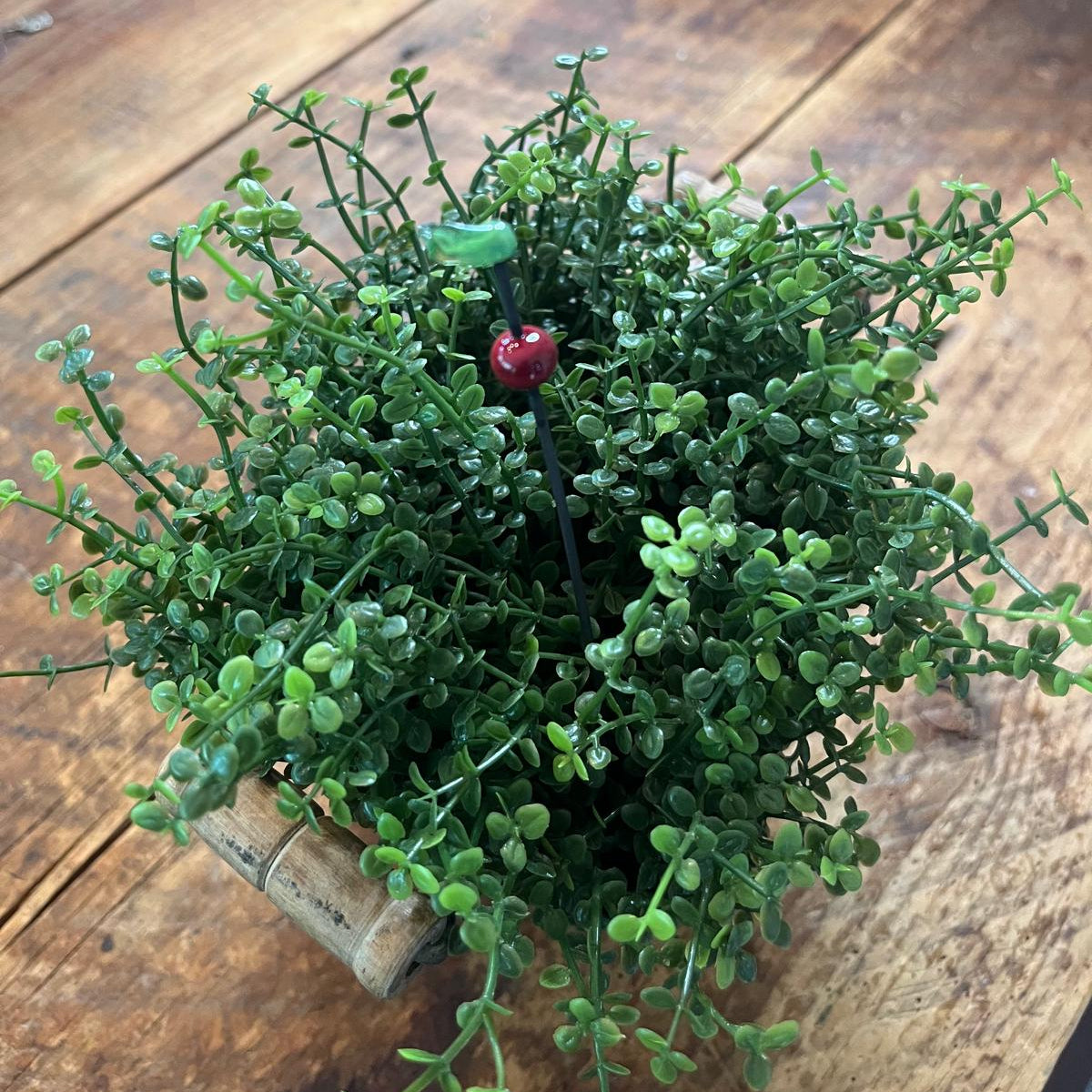 A small potted artificial green plant with dense trailing foliage and a single red berry accent, placed on a rustic wooden tabletop.