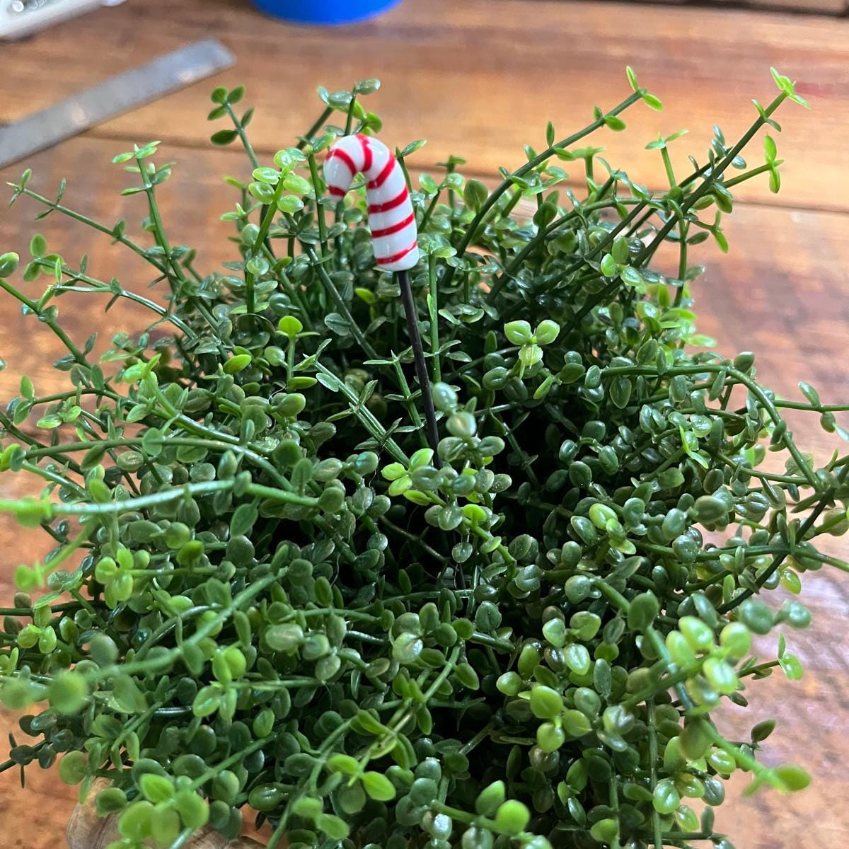 A small potted green succulent or artificial plant with dense trailing leaves, placed on a wooden surface. A miniature red-and-white striped candy cane is tucked into the foliage.