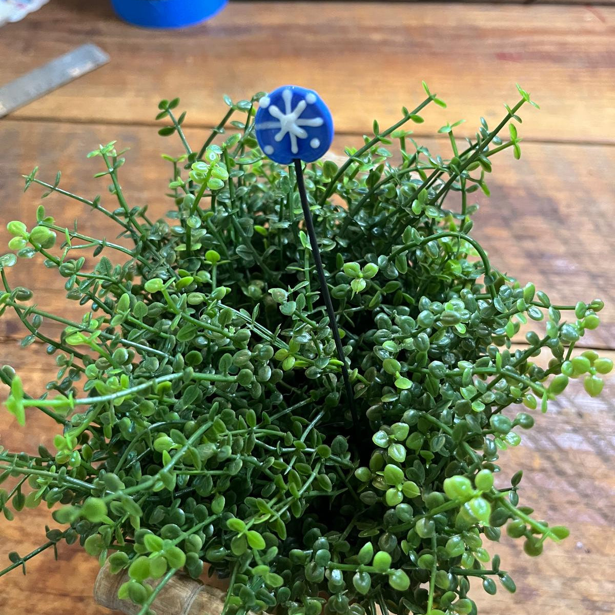 A small potted green succulent or artificial plant on a wooden tabletop, with a blue flower-shaped stake or decoration near the top center.