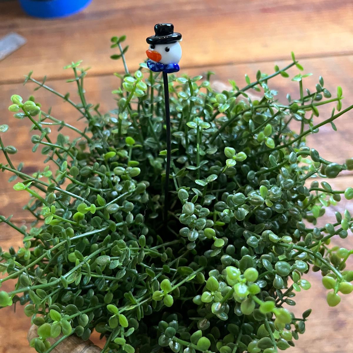 A small potted green succulent plant with delicate trailing stems and round leaves, featuring a black metal stake topped with a snowman figurine wearing a black hat and blue scarf, set on a rustic wooden surface.