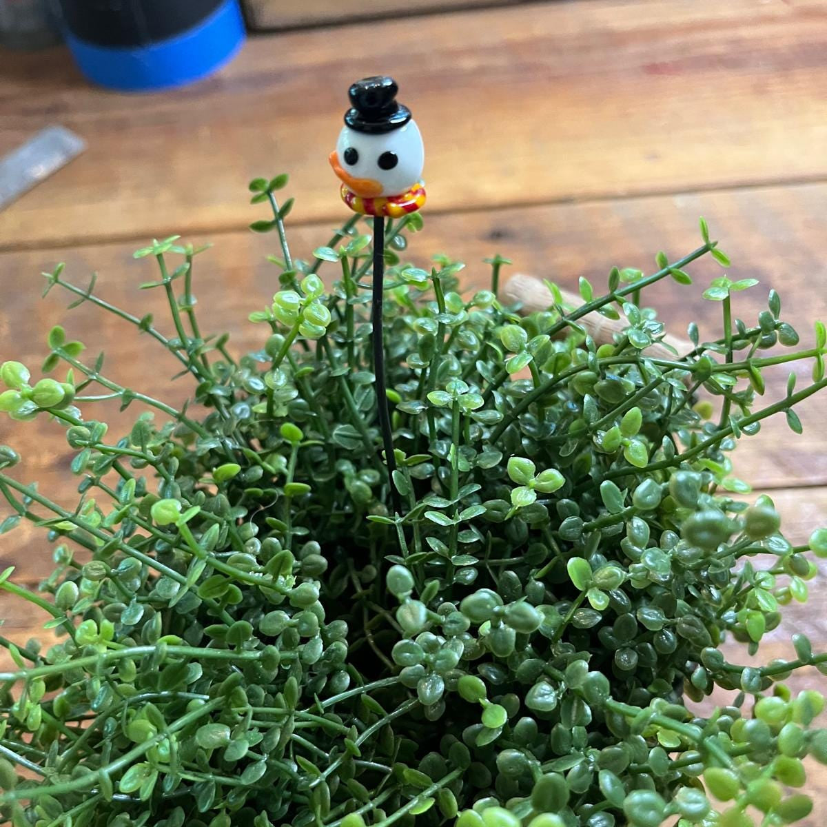 A small decorative garden stake topped with a white duck figurine wearing an orange beak and black top hat, inserted into a dense green succulent plant on a wooden surface.