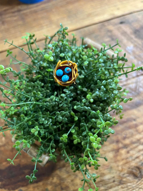 A small gold bird's nest ring with three bright blue turquoise-like beads, nestled in a dense green succulent plant on a rustic wooden surface.