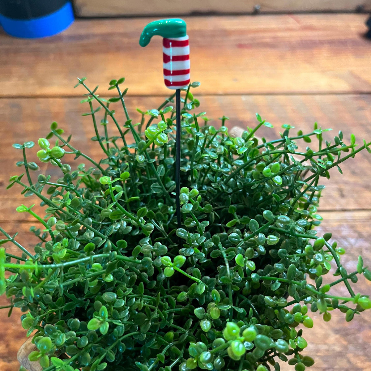 A small green succulent plant in a rustic wooden pot on a wooden tabletop, with a candy cane garden stake planted in the center.