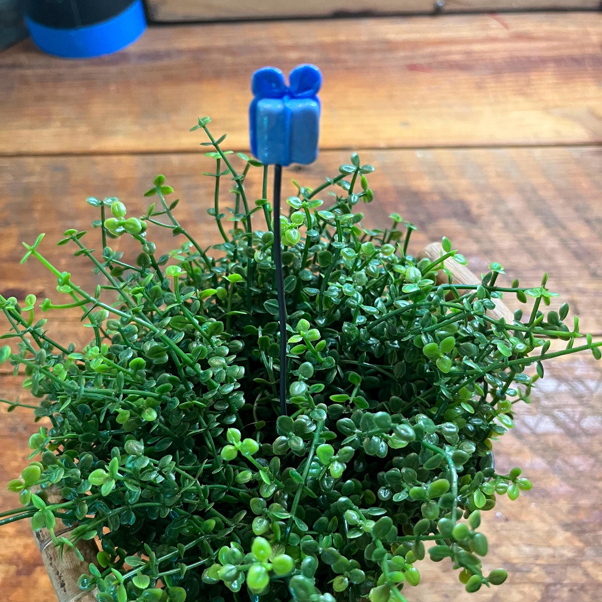 A small potted green trailing plant with dense oval leaves, photographed on a wooden tabletop. A blue decorative stake or tag is inserted near the center.