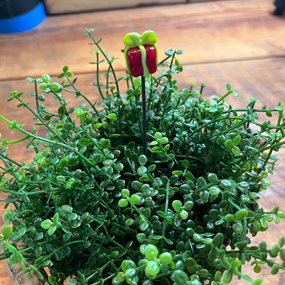 A close-up of a potted green succulent plant with small oval leaves, featuring a small decorative red and green flower topper on a wooden surface.