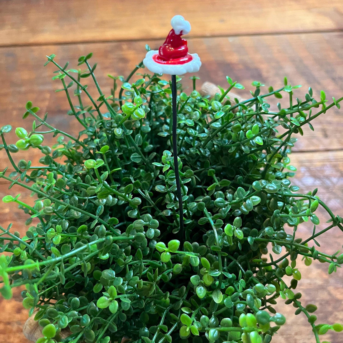 A small green succulent-style plant with dense trailing leaves, featuring a tiny red and white Santa hat decoration on a thin stake in the center, placed on a wooden surface.
