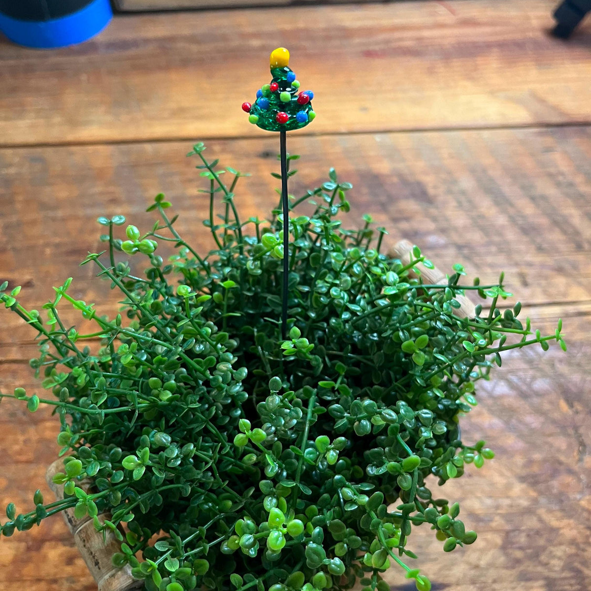 A small potted green succulent-style plant with dense trailing foliage and a single thin stem topped by a colorful decorative figurine, placed on a wooden tabletop.