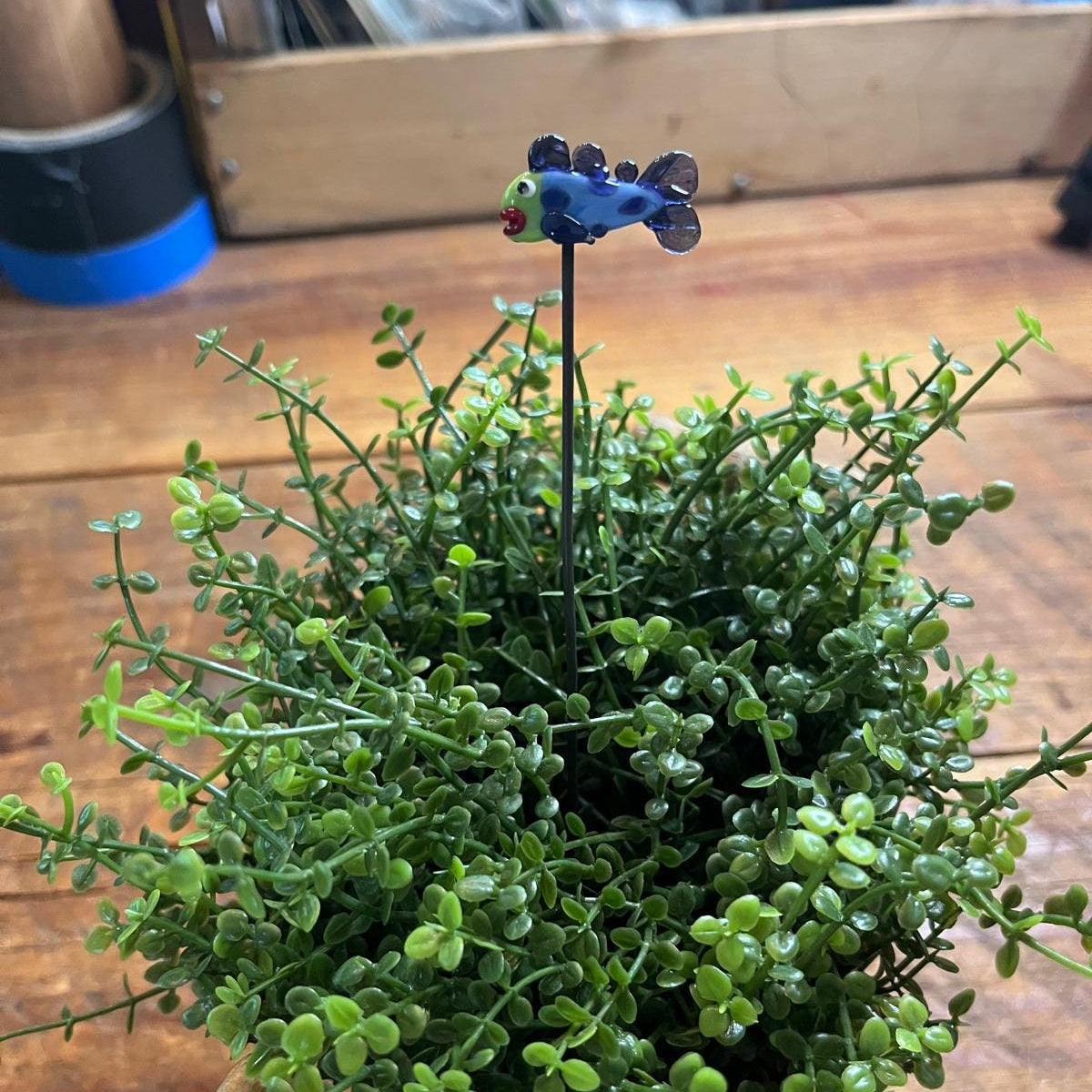 A small potted green succulent or ornamental plant with dense rounded leaves, set on a wooden surface. A small blue fish-shaped metal stake or decoration is placed above the center of the plant.