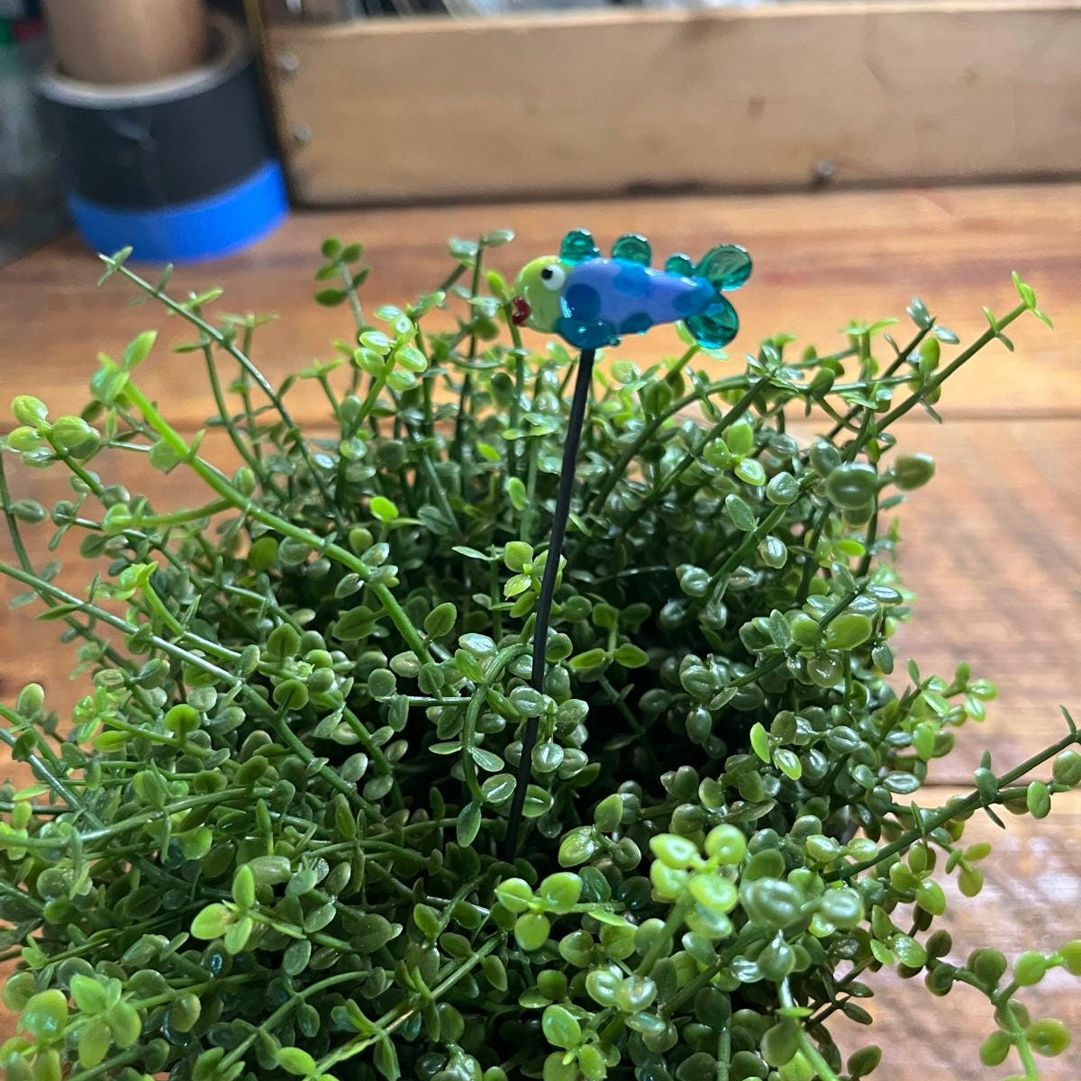 A small blue dragon figurine on a black stake, placed among dense green trailing succulent plants on a wooden surface.