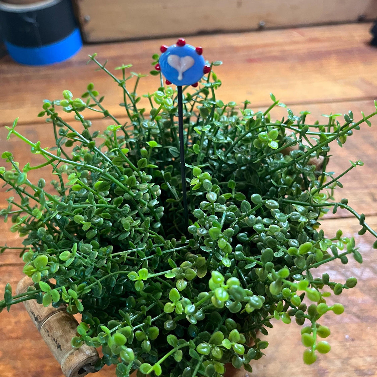 A small potted green succulent or ornamental plant on a wooden tabletop, with a small decorative blue heart-shaped stake or ornament near the top center.