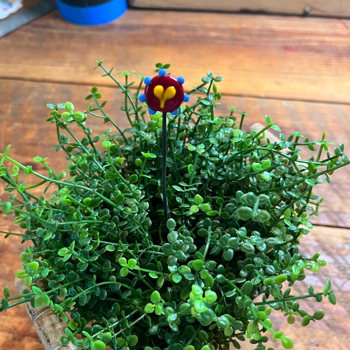 A small potted green trailing plant with dense leafy foliage and a single colorful flower stake near the top center, placed on a wooden tabletop.