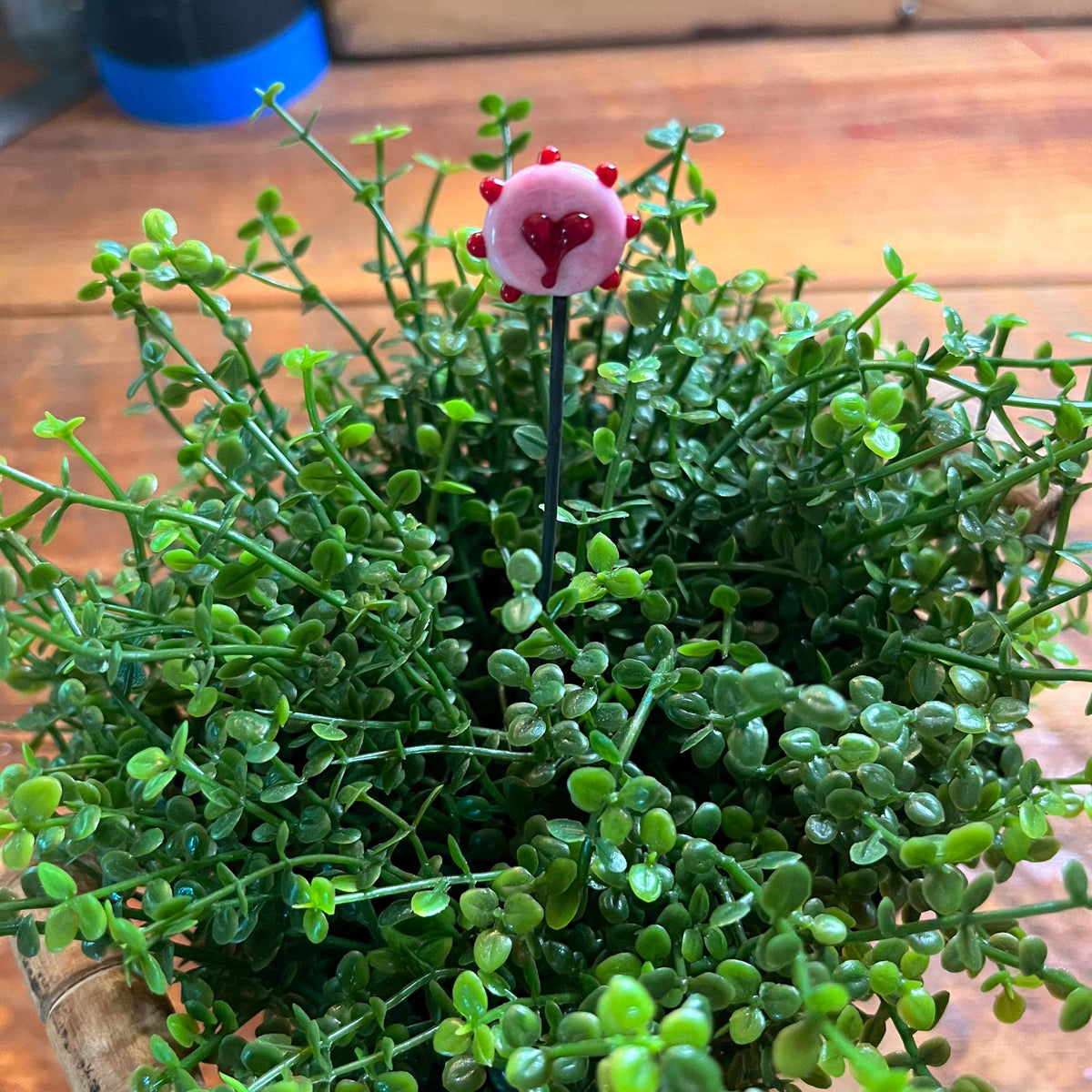 A small pink flower garden stake with a heart-shaped bloom inserted into dense green succulent foliage, set on a wooden surface.