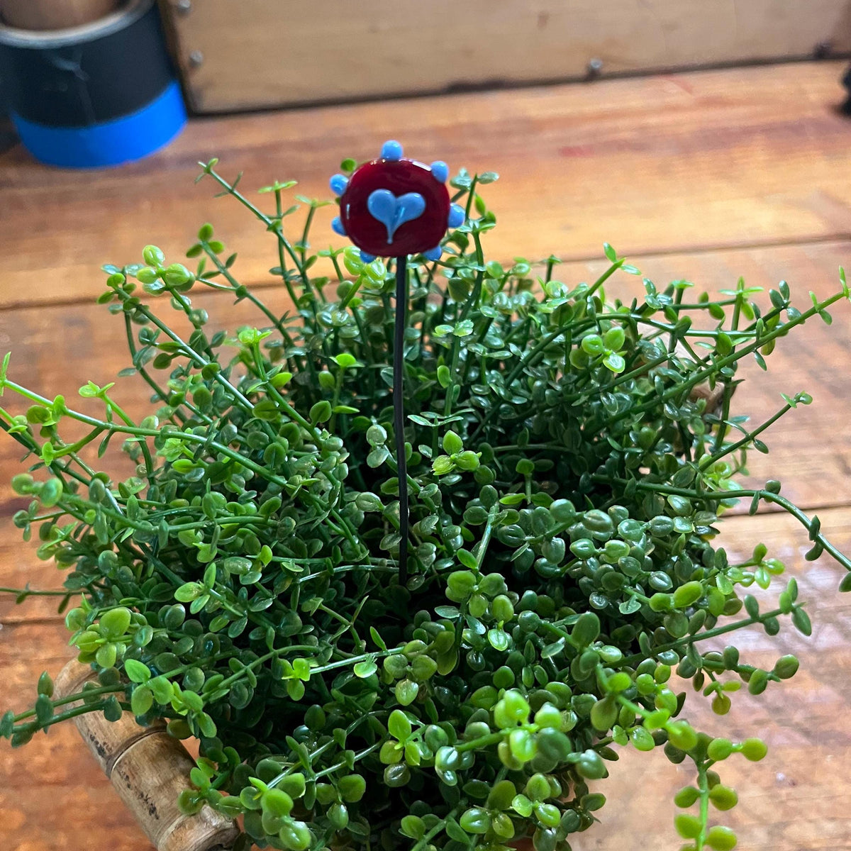 A small decorative flower with a red top and blue heart details on a black stem, placed among dense green trailing foliage on a wooden surface.