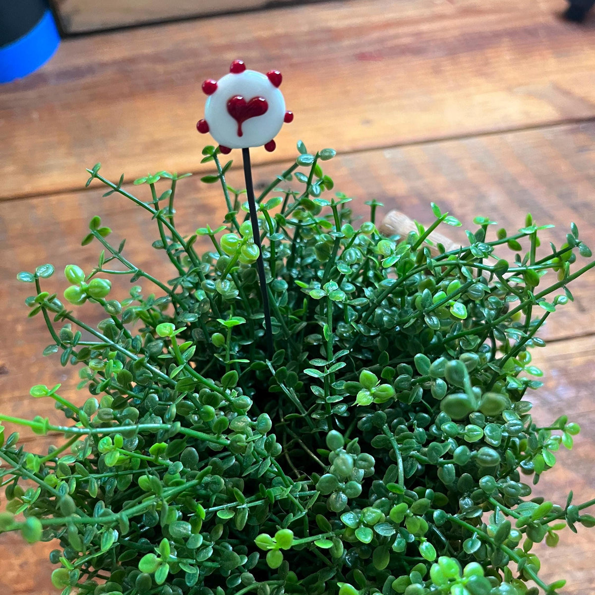A small decorative white flower with a red heart and red dots on a black stem, placed among dense green trailing foliage on a wooden surface.