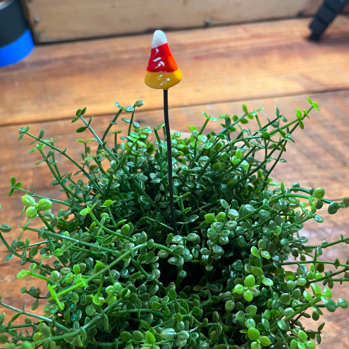 A small decorative candy corn garden stake planted in a dense green succulent plant, set on a wooden surface.