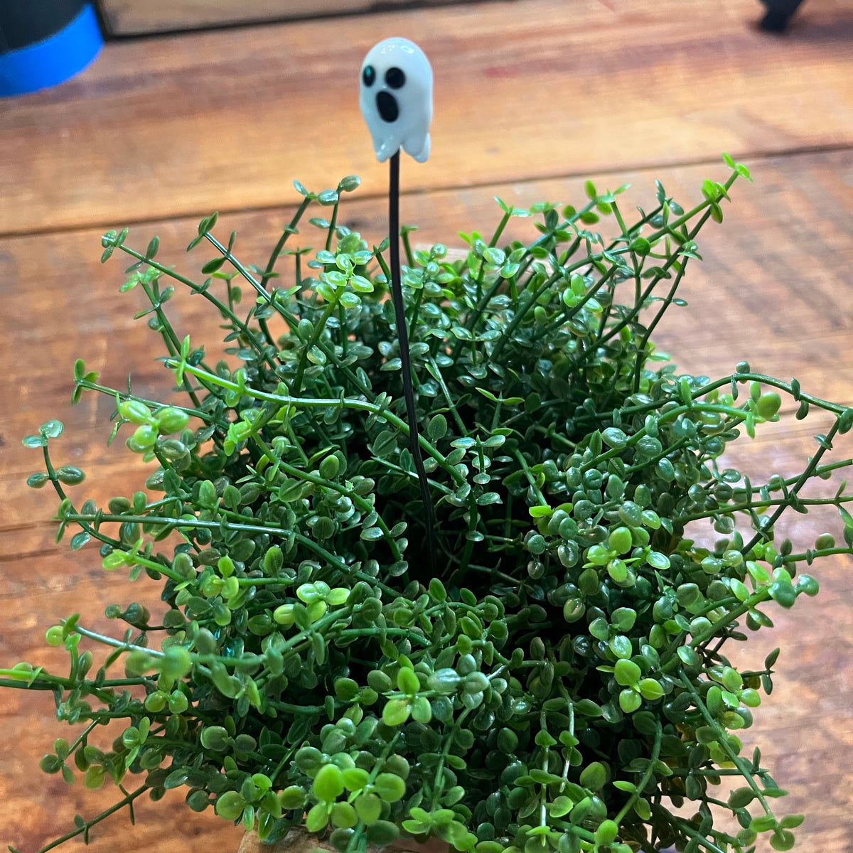 A small potted green succulent plant with delicate trailing stems and leaves, placed on a rustic wooden surface. A small black stake with a white ghost-shaped topper stands in the center of the plant.