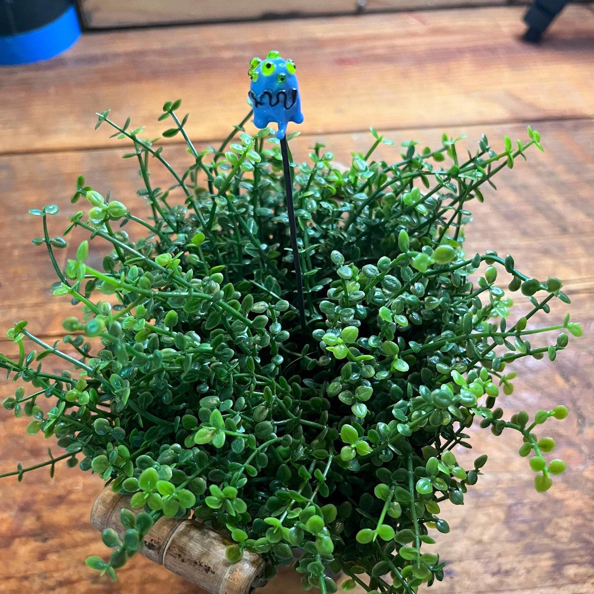 A small potted green succulent-like plant with dense trailing foliage, placed on a rustic wooden surface. The pot appears to be made from a cork stopper, and a small blue flower-shaped tag with text is attached near the top.