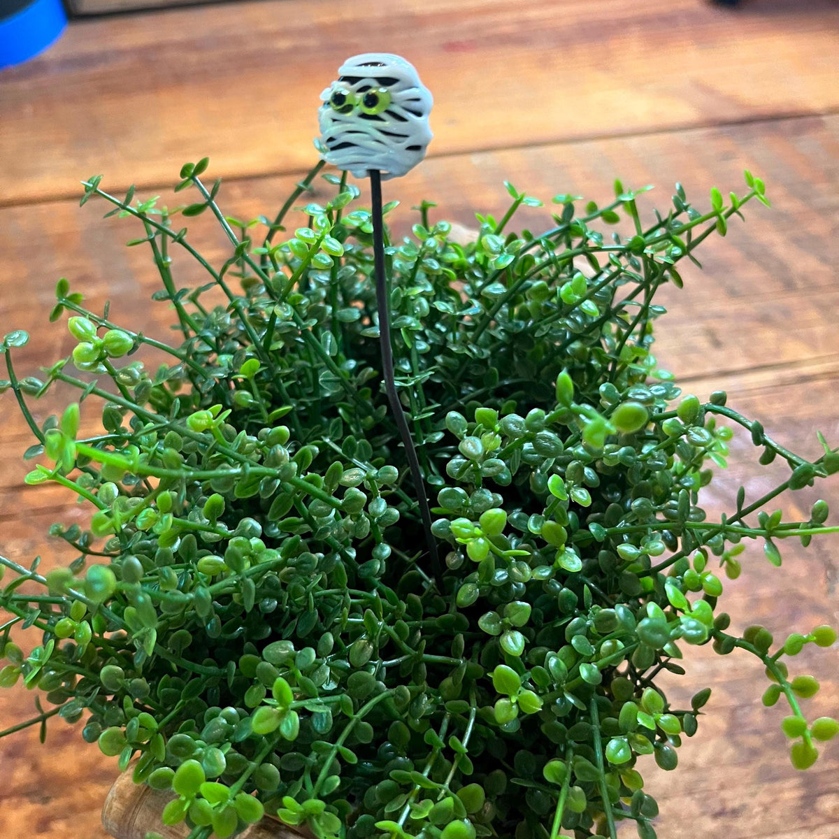 A small potted green groundcover plant with dense trailing foliage and a decorative owl-shaped stake, shown on a wooden tabletop.