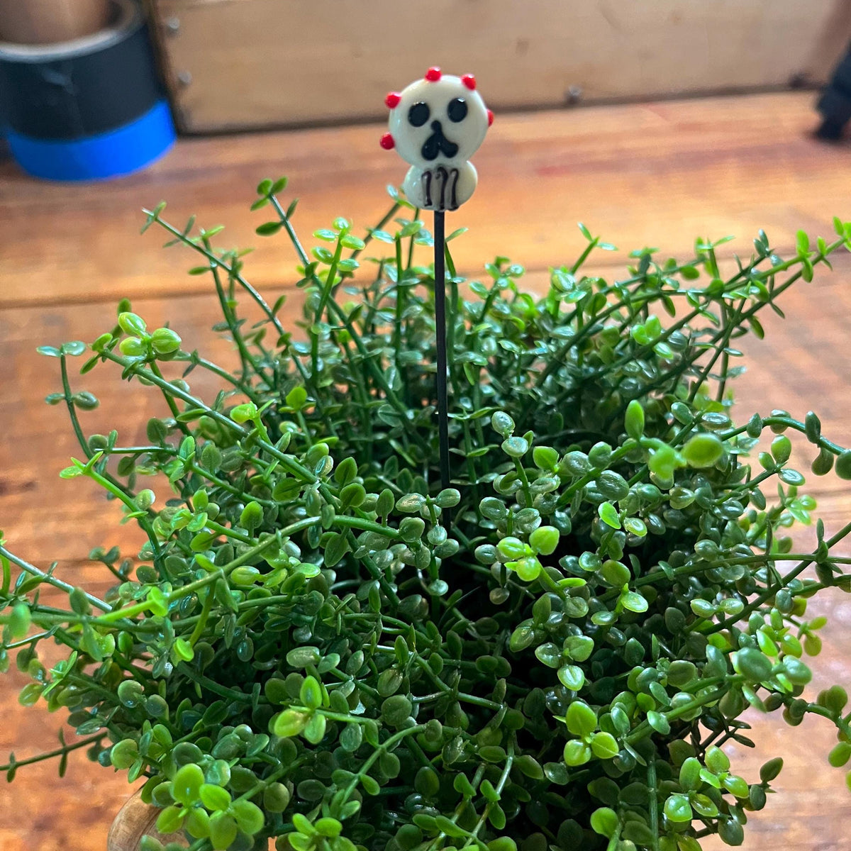 A small decorative skull-shaped pick with red and black details inserted into a dense green succulent plant on a wooden table.
