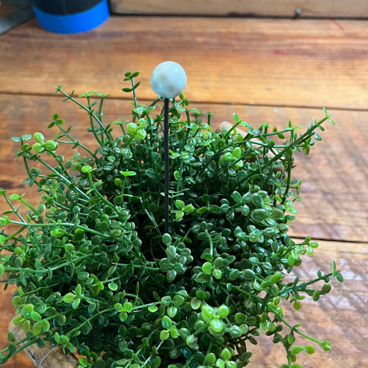 A small potted green trailing plant with dense oval leaves and a single pale blue spherical stake or ornament rising from the center, placed on a wooden tabletop.