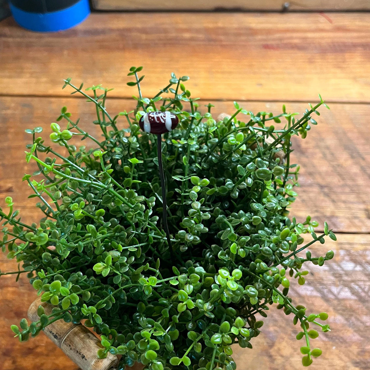 A small potted green trailing plant with dense oval leaves, placed on a rustic wooden table. The pot appears to be made from a cork stopper or cork-like material with a dark base.