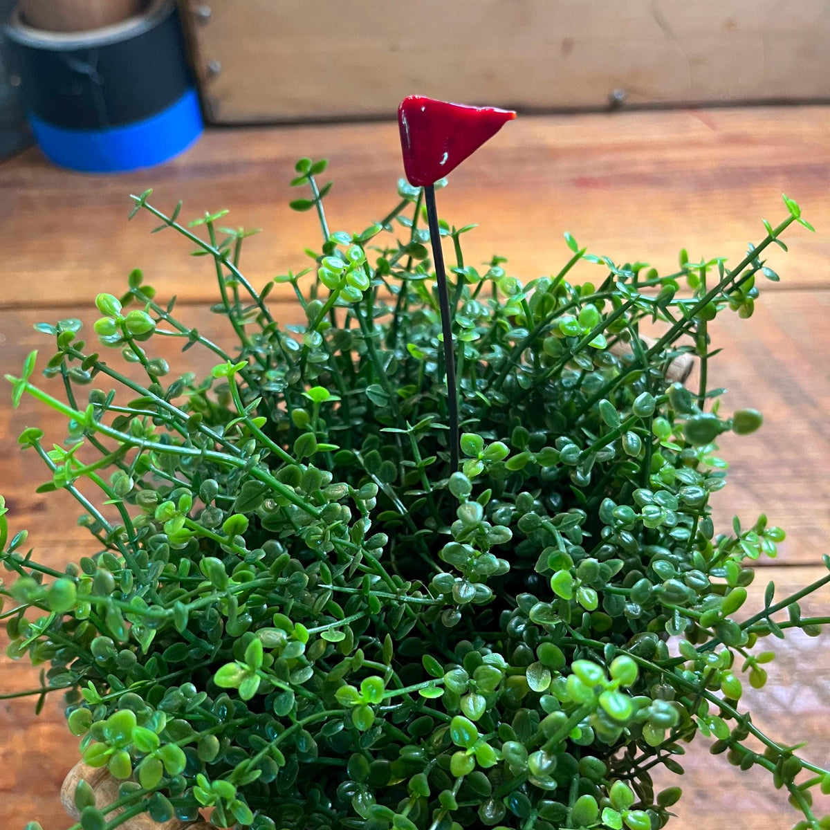 A small potted green trailing plant with dense oval leaves, photographed on a wooden surface. A small red triangular stake or tag is inserted near the center, and the plant is in a simple container with a cork-like base.