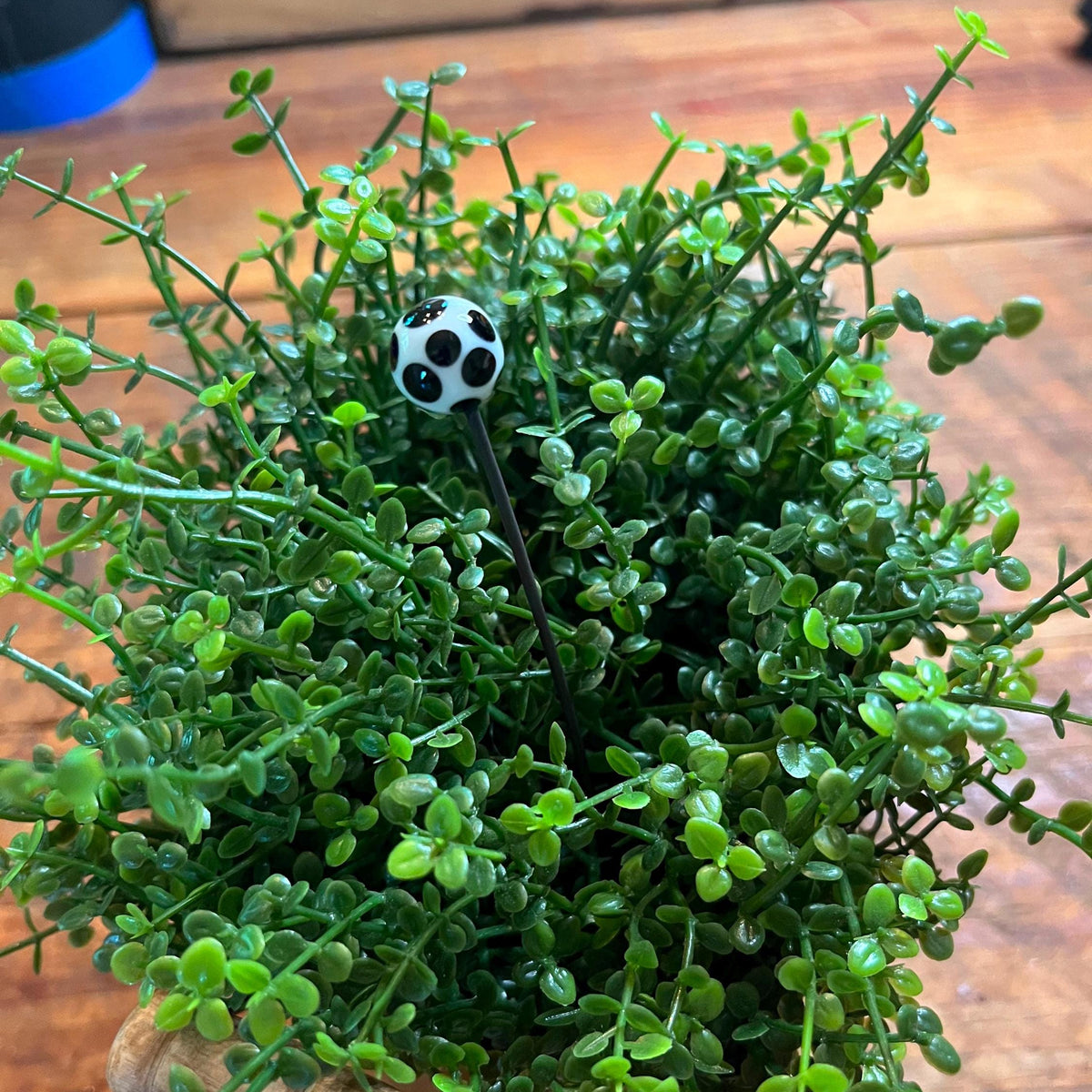 A small potted green plant with dense trailing foliage on a wooden surface, featuring a tiny black-and-white soccer ball stake near the center.