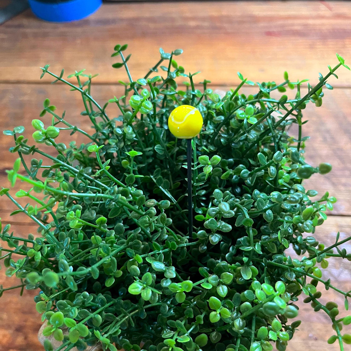 A potted artificial boxwood plant with dense green foliage and a small yellow tennis ball stake in the center, placed on a rustic wooden surface.