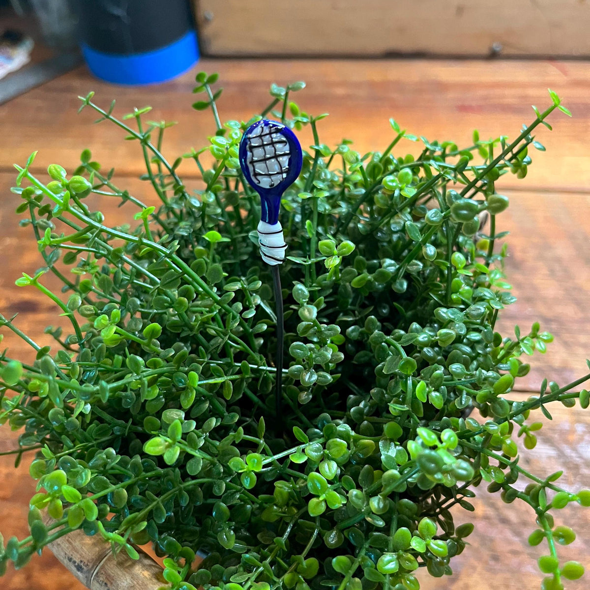 A small decorative blue and white tennis racket ornament placed in the center of a dense green succulent plant on a wooden tabletop.