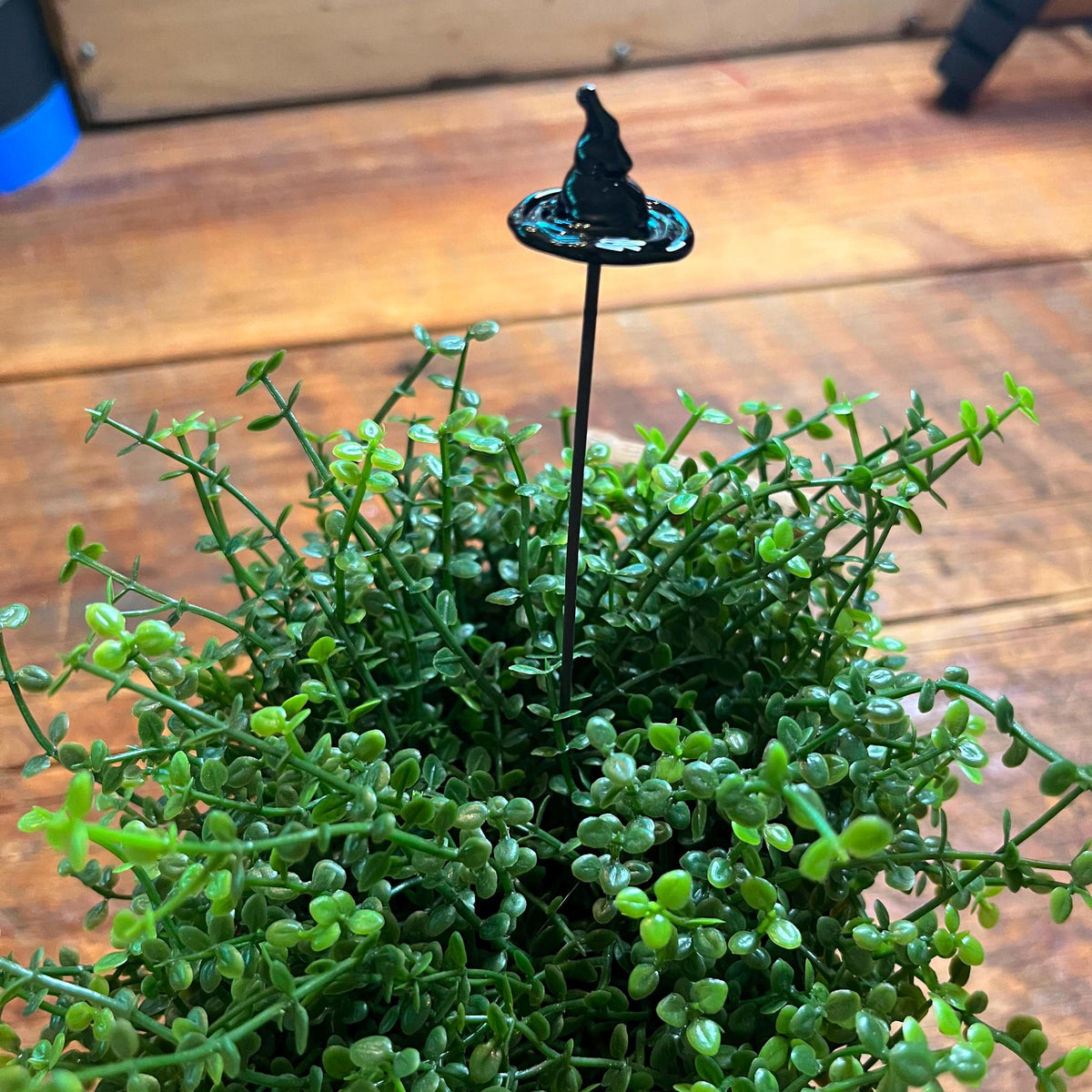 A small green succulent plant with dense trailing foliage and a black witch hat stake inserted in the center, photographed on a wooden surface.
