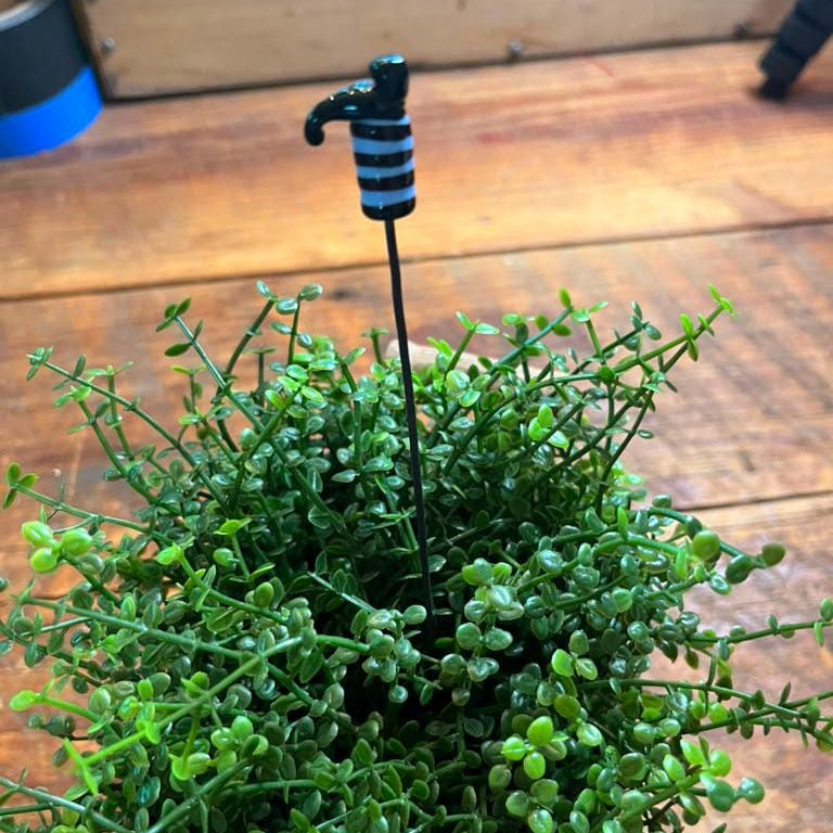 A small green succulent or ornamental plant with dense trailing foliage on a wooden surface, featuring a black stake topped with a miniature black-and-blue striped hammer design.