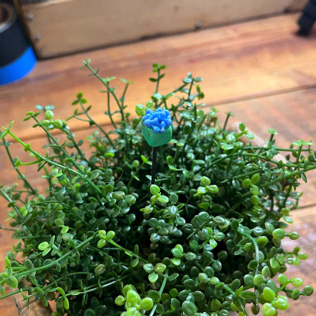 A potted green succulent-like plant with dense trailing foliage and a small bright blue flower at the center, photographed on a wooden tabletop.