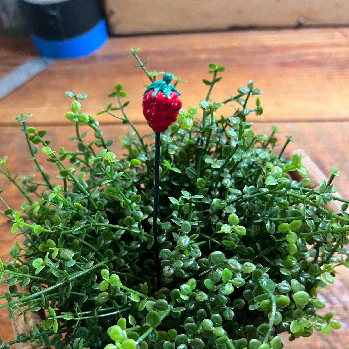 A small potted green succulent-style plant with a single red strawberry-shaped decorative stake or ornament on a wooden tabletop.
