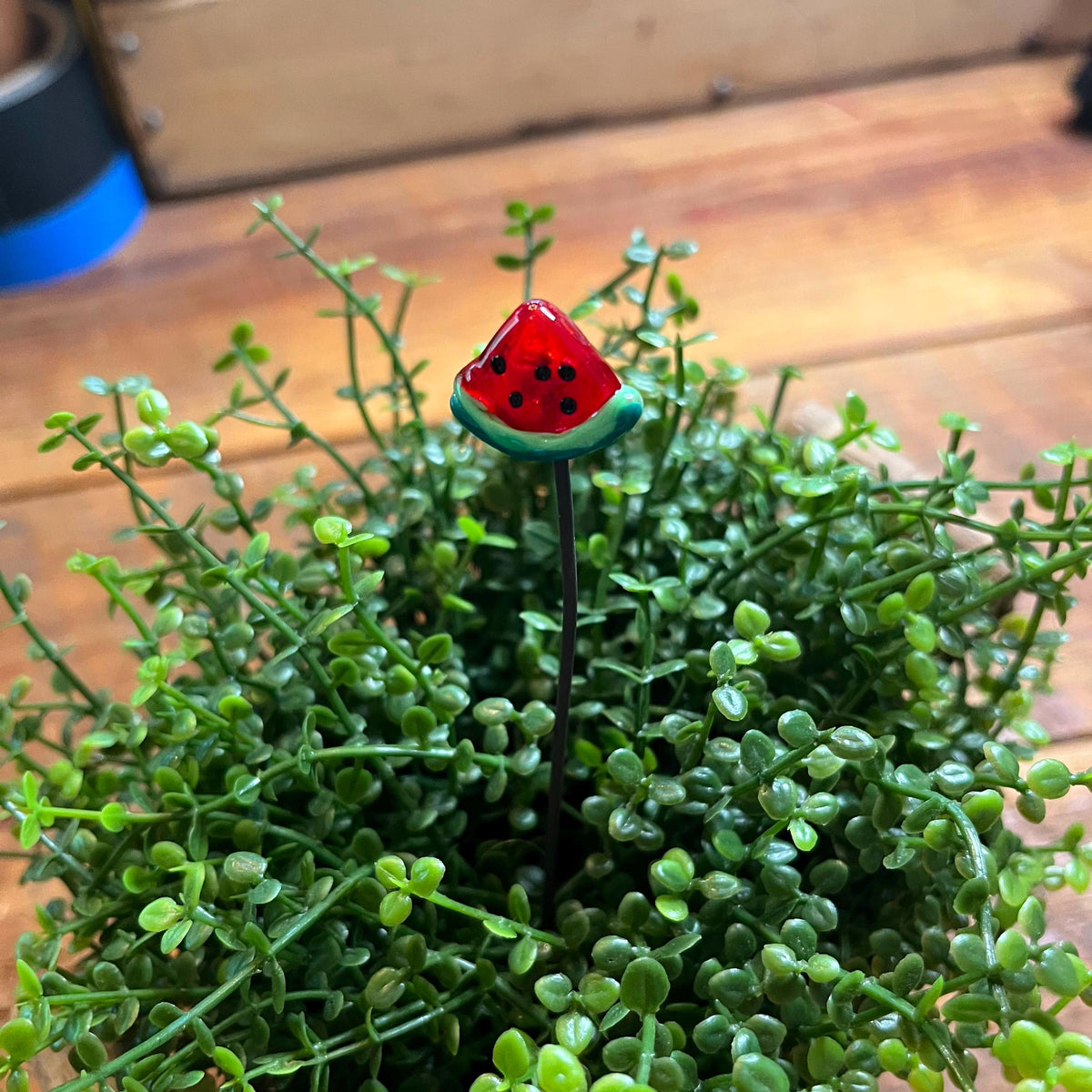 A small decorative watermelon-shaped garden stake planted in dense green succulent foliage on a wooden surface.