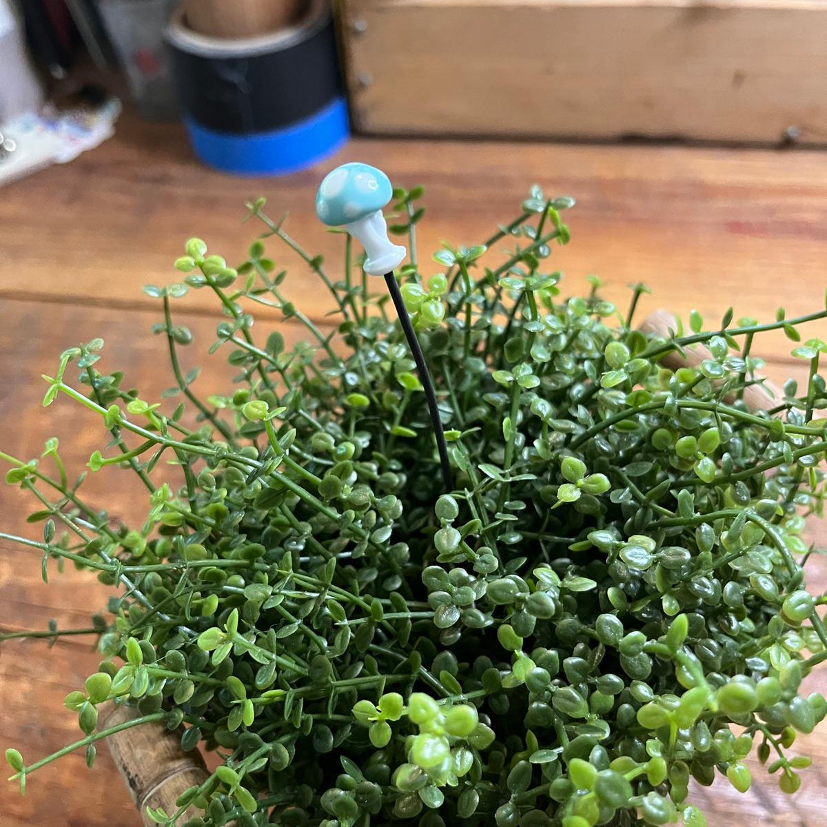 A small potted green succulent plant with delicate trailing stems and a decorative mushroom-shaped pin in the center, placed on a wooden surface with a blurred indoor background.