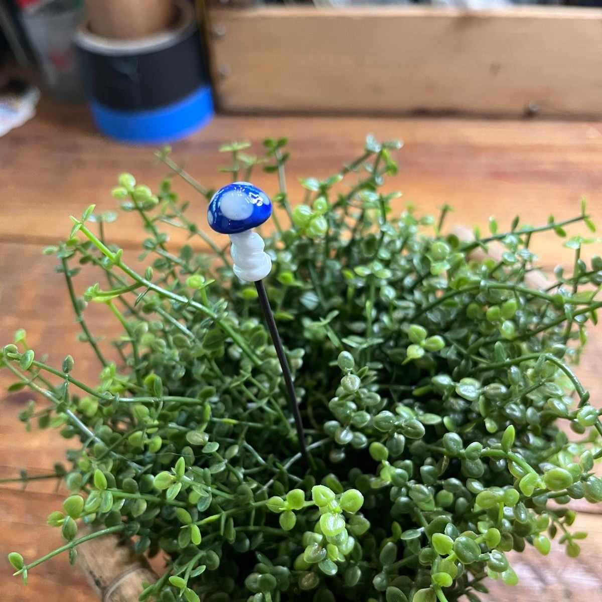 A small potted succulent plant with dense green trailing foliage, shown on a wooden surface with a decorative blue-and-white mushroom-shaped pin or stake inserted among the leaves.