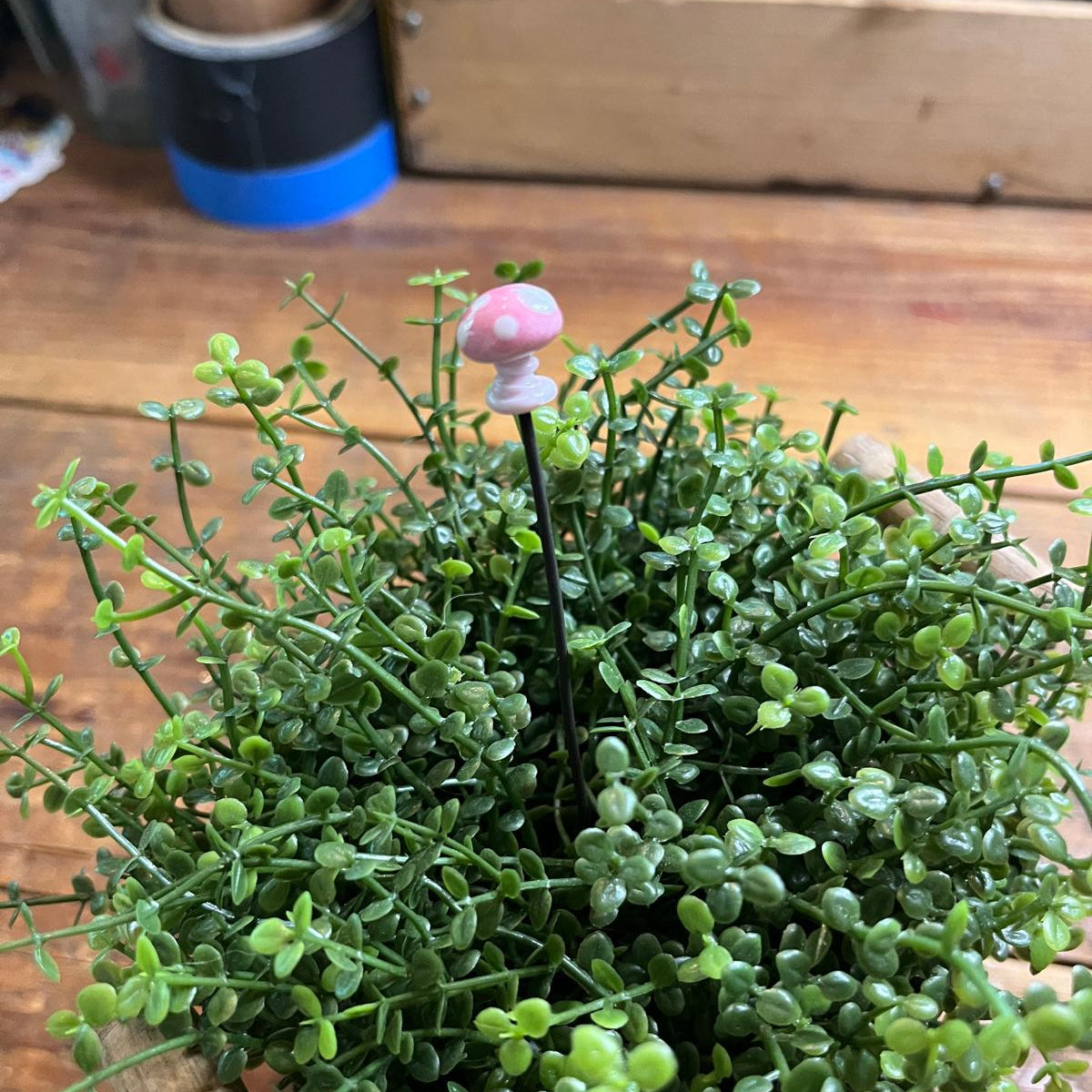 A small potted green succulent plant with tiny rounded leaves, photographed on a wooden tabletop. A small mushroom-shaped pin or decorative stake stands in the center of the plant.