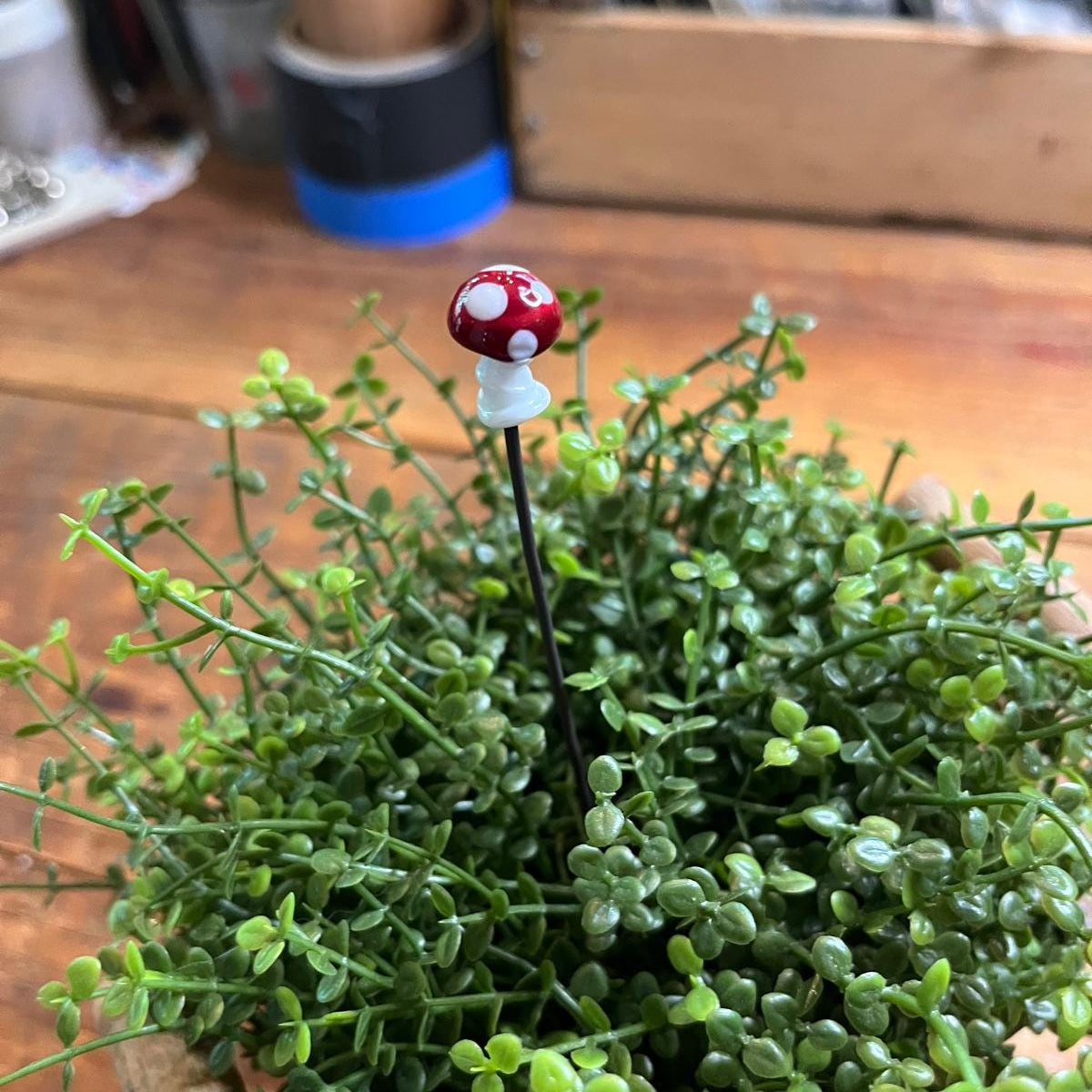 A small red and white mushroom-shaped pin with white spots stands upright in a dense green succulent plant on a wooden tabletop.