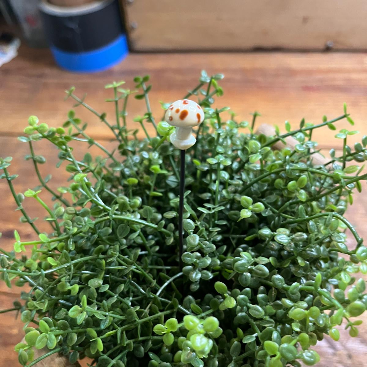 A small potted succulent plant with dense green trailing foliage on a wooden surface, featuring a small mushroom-shaped decorative stake in the center.