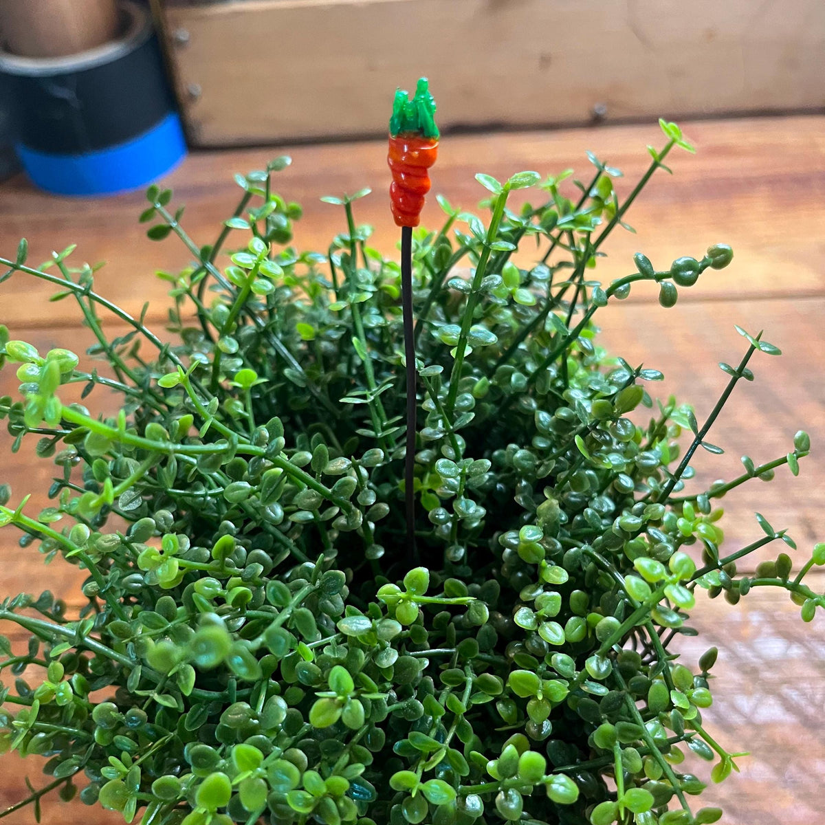 A small potted green succulent plant with dense trailing foliage and a decorative carrot-shaped stake, shown on a wooden tabletop.