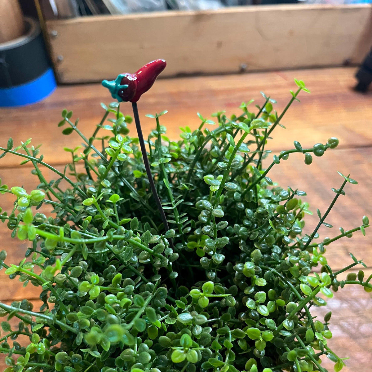 A small potted green succulent or ornamental plant with dense trailing foliage, placed on a wooden surface. A decorative red chili pepper pick is inserted into the center of the plant.