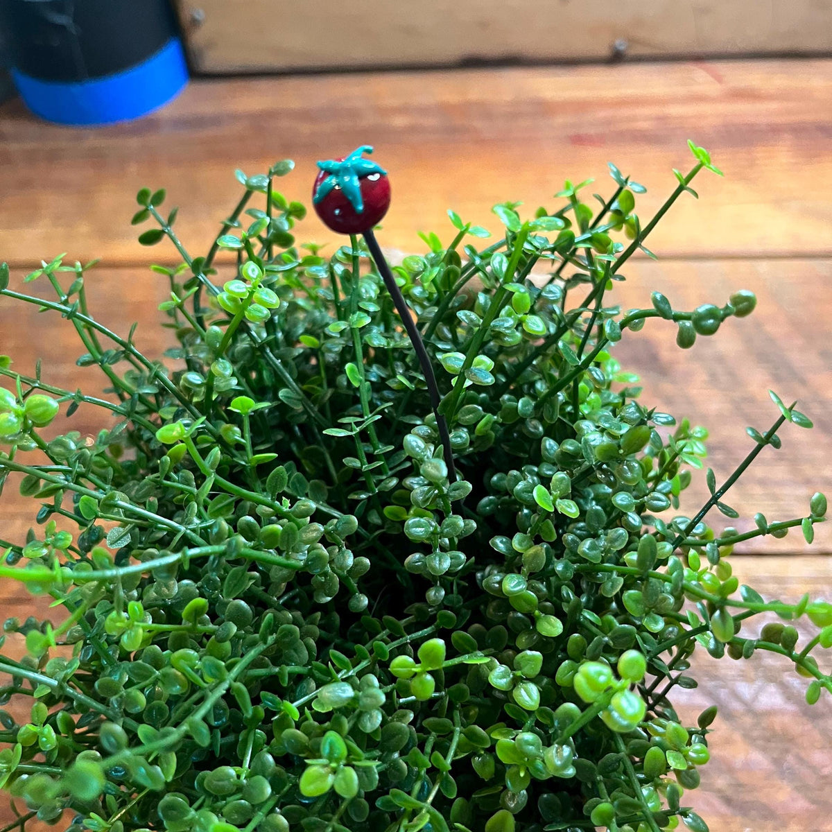 A dense green leafy plant arrangement in a small rustic wooden planter, with a decorative red and turquoise berry pin inserted near the center, set on a wooden tabletop.