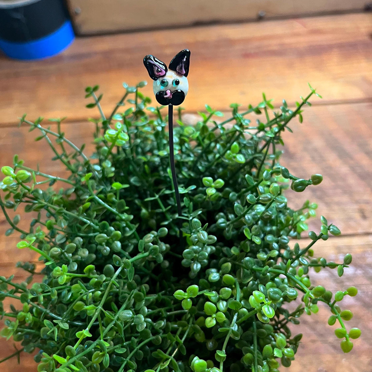 A small decorative black-and-white cat-shaped pick or stake placed on top of dense green trailing foliage on a wooden surface.